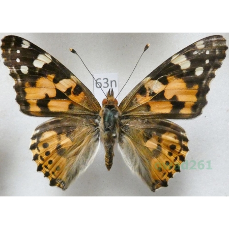 Vanessa cardui (Linnaeus, 1758) Rusałka osetnik Poland63n